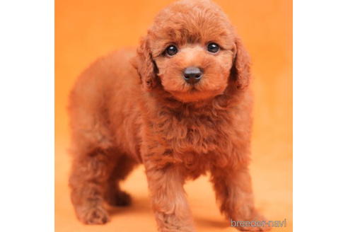 成約済の東京都のトイプードル-203752の5枚目